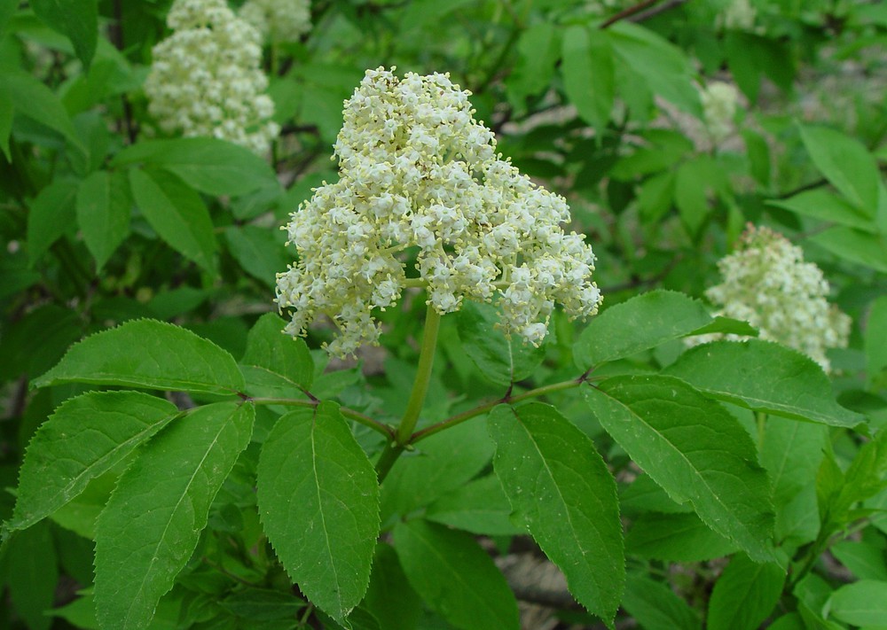 SAMBUCUS RACEMOSA