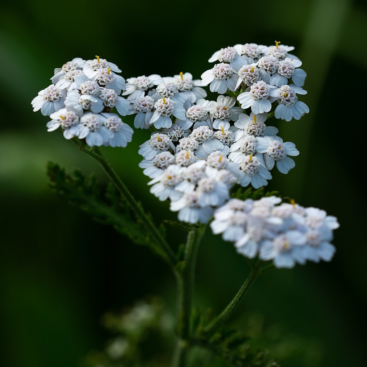 fiche-espece